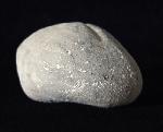 Micraster glyphus SCHLTER 1869 - Bild © FossNet FossilienStore